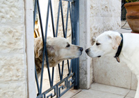 dog neighbors